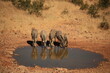 a group of zebras drink at a waterhole in Etosha NP