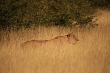 A Lioness On Patrol In Dry Grass Of Etosha NP, Namibia