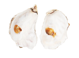 Canvas Print - Oyster shell isolated on white background. Close-up