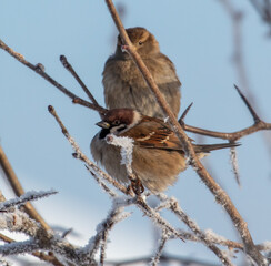 Sticker - Sparrows on snowy tree branches in winter