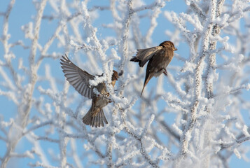 Canvas Print - Sparrows on snowy tree branches in winter