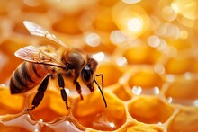 Close Up Of Bee On Honeycomb