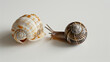 Snail and cockleshell on white background