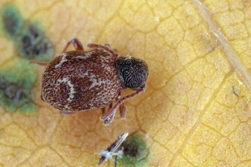 Wall Mural - Sphaericus sp, the humped spider beetle, is a species of spider beetle in the family Ptinidae. Found in Gran Canaria, Spain.