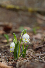 Wall Mural - group of spring snowflakes (leucojum vernum) growing on natural forest ground.