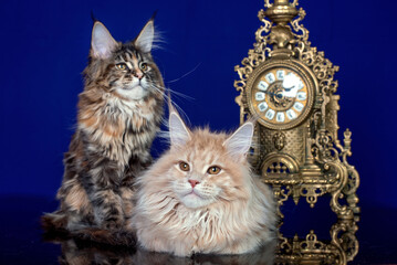 Wall Mural - Adorable cute maine coon kittens on blue background in studio, isolated.