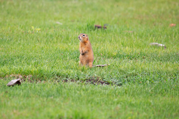 Canvas Print - Gopher stands in the grass on a summer day