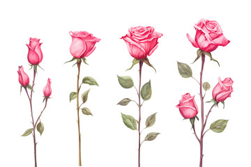 Wall Mural - Pink Rose Set Watercolor Style Isolated on Transparent Background
