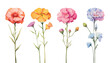 Flower Set Watercolor Style Isolated on Transparent Background
