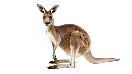 kangaroo on transparent background