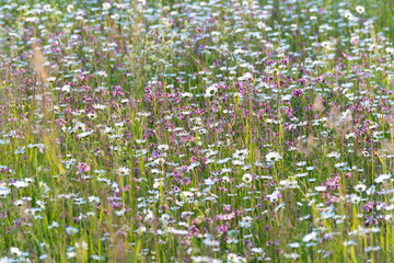 Wall Mural - Wildflower meadow with white flowering daisies, herbaceous plants and grass in the nature of Bavaria Germany. Concept for the environment and nature conservation in Europe.