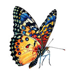 Fototapeta Motyle - Colorful butterfly in transparent background