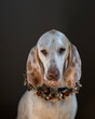 Chien de franche comte or porcelaine hound portrait isolated in front of dark background with flowers around his neck