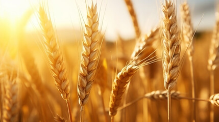 Wall Mural - Close up of ripe golden wheat ears, field of wheat in a summer day, sun flare. Harvesting period. Generative AI