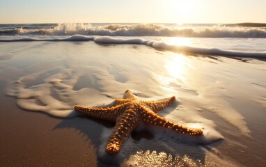 Wall Mural - starfish on the seashore in the sun, washed by a wave 