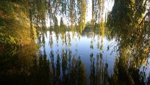 The Branches Of A Willow Tree Hang Over The Water Of The River And Reflected On The Surface Of The Water On A Sunny Summer Evening. Natural Background. Nature Backdrop