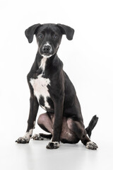 Wall Mural - young black mixed-breed dog sitting on a white background