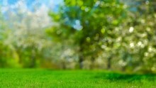 Fresh Green Spring Background With Real Bokeh Light Motion From Flowering Trees In A Sunny Park, Space For Product Display On Meadow In Foreground, Idyllic Nature Scene Backdrop
