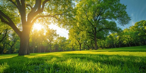 Wall Mural - Lush green trees in public park embodying tranquility of nature sunny landscape perfect for spring and summer showcasing beauty of well manicured lawns and vibrant foliage ideal for outdoor relaxation