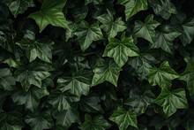 close up horizontal image of a green ivy background Generative AI