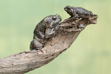 Sticker - 
An adult Muller's narrow mouth frog and its baby are resting on a dry tree branch. This amphibian has the scientific name Kaloula baleata.