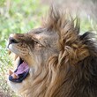 Auge in Auge mit dem König der Löwen in der grünen Savanne der Serengeti von Tansania.