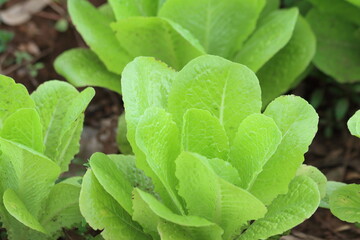 Wall Mural - lettuce growing in the garden