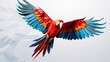 red winged macaw on white background