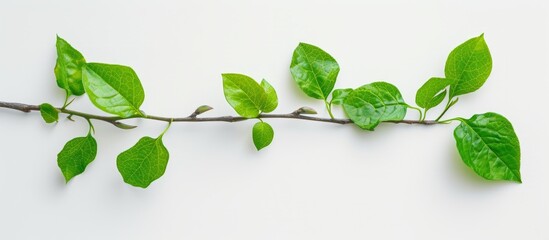 Wall Mural - Sunlit branch with lush green leaves in the forest undergrowth