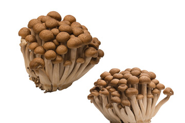 Wall Mural - Raw beech mushrooms isolated on white background.