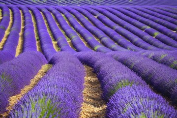 Wall Mural - Violet lavender plants in neat rows stretching across the field