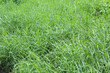 Background texture of river weed, long green leaves. Cenchrus purpureus, Pennisetum purpureum, Napier grass, elephant grass or Uganda grass