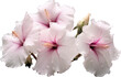 © Daisy - South Korean national flower Hibiscus syriacus, transparent background