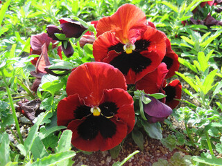 Sticker -  Pictures of red and black viola flowers.    