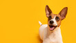 Cheerful Jack Russell with large ears against yellow backdrop, free space