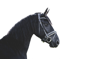 Wall Mural - Black Friesian horse against white background with classy dressage bridle, portrait shot from side