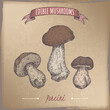 Boletus edulis aka porcini mushroom color sketch on vintage background. Edible mushrooms series.