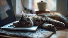 A Cute Grey White Cat Lying On A Laptop Sleeping