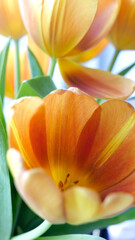 Canvas Print - bouquet de tulipes