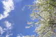 © physyk - White flowers of blossoming plum fruit tree on sky background with clouds