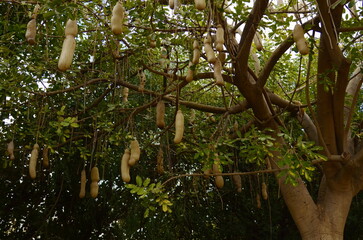 Fruits of Sausage Tree Kigelia in Africa close-up dense crown. African and travel concept