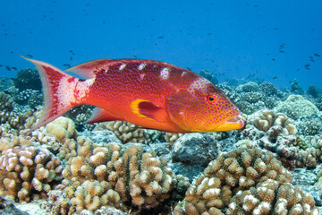 Wall Mural - Coral grouper, French Polynesia