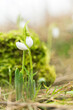 Two snowdrops touch each other in early spring