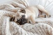 © tiena - A cute little pug puppy comfortable lies on a white blanket. AI generative