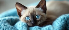 Serene Cat With Intense Blue Eyes Peacefully Resting On Cozy Blanket