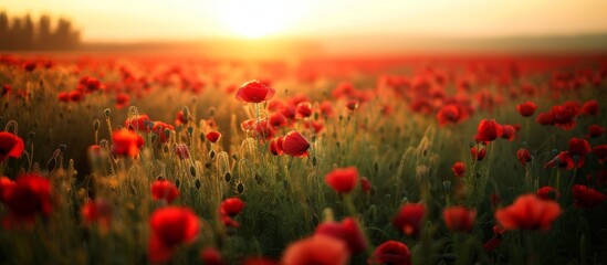 Wall Mural - Vibrant Field of Red Flowers at Sunset in Countryside Landscape