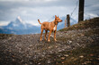 Podenco Hund Natur Spaiergang Schweiz
