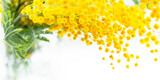 Fototapeta Tulipany - Bouquet of mimosa in vase. Flowers spring composition. Mimosa flowers on white background. Easter, Women's day, 8 March, Easter, Mother's day concept