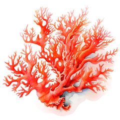 Poster - Fire Coral Watercolor Illustration Transparent Background