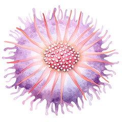 Poster - Urchin Watercolor Illustration Transparent Background